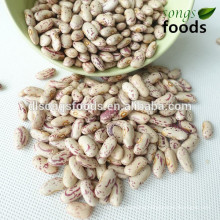 Long Shape Light Speckled Kidney Beans Different Types Dried Beans